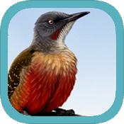 Sasol Birds of Southern Africa